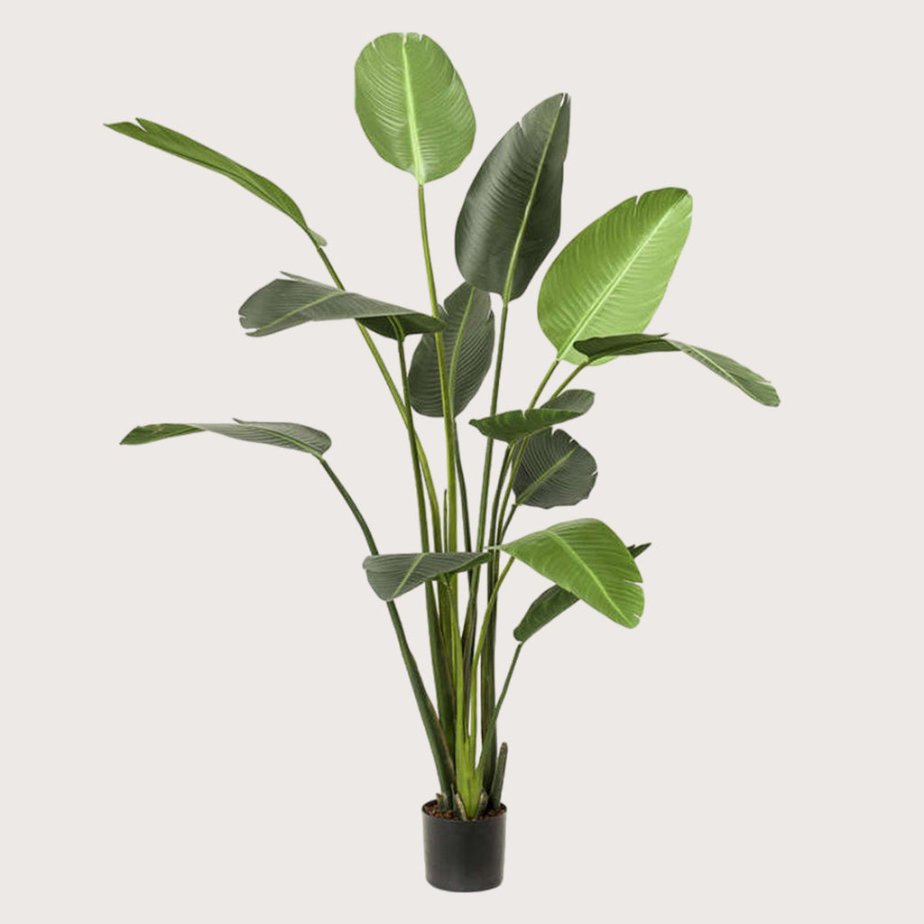 Kunstplant Strelitzia - H230
