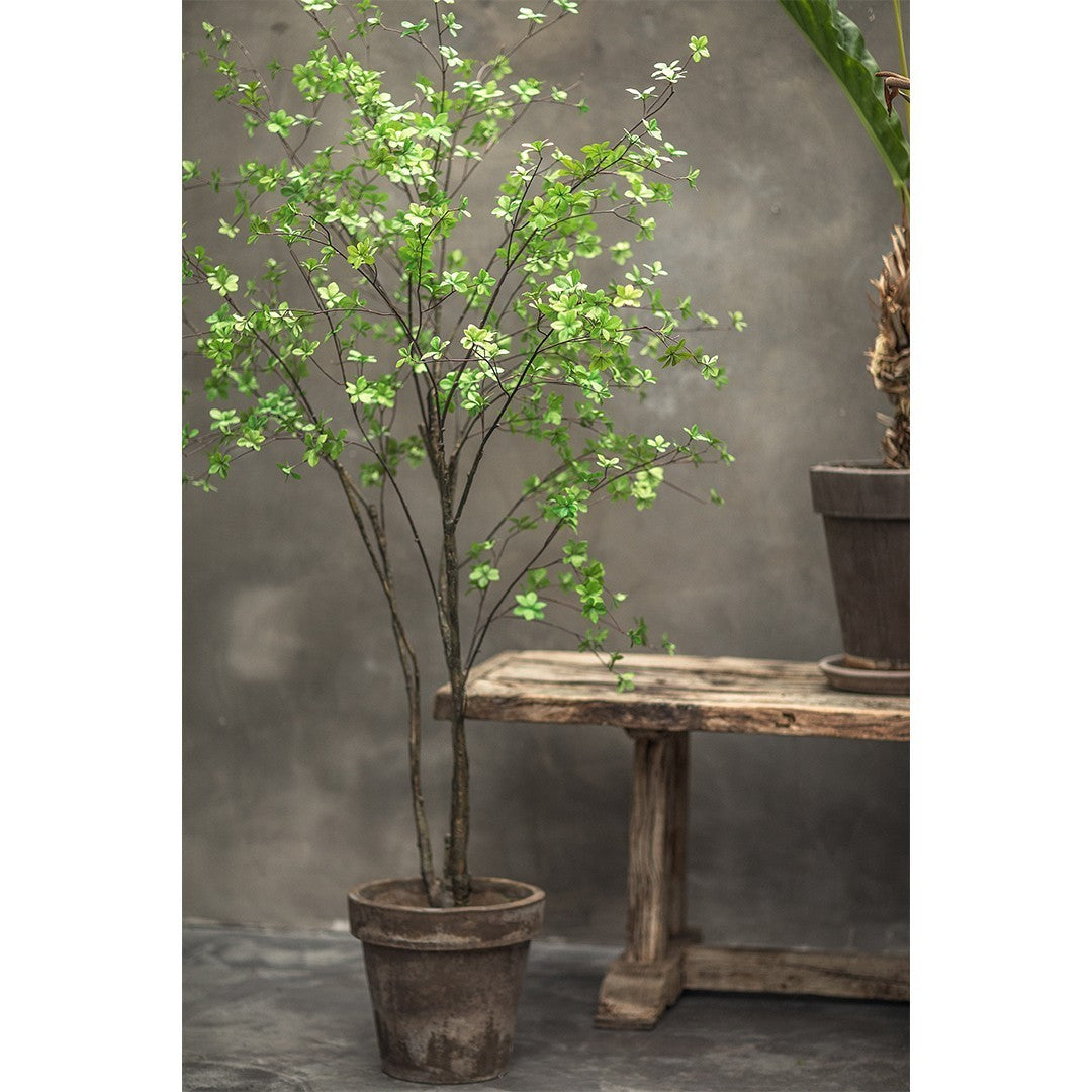 Boom Bucida LT | 218 cm