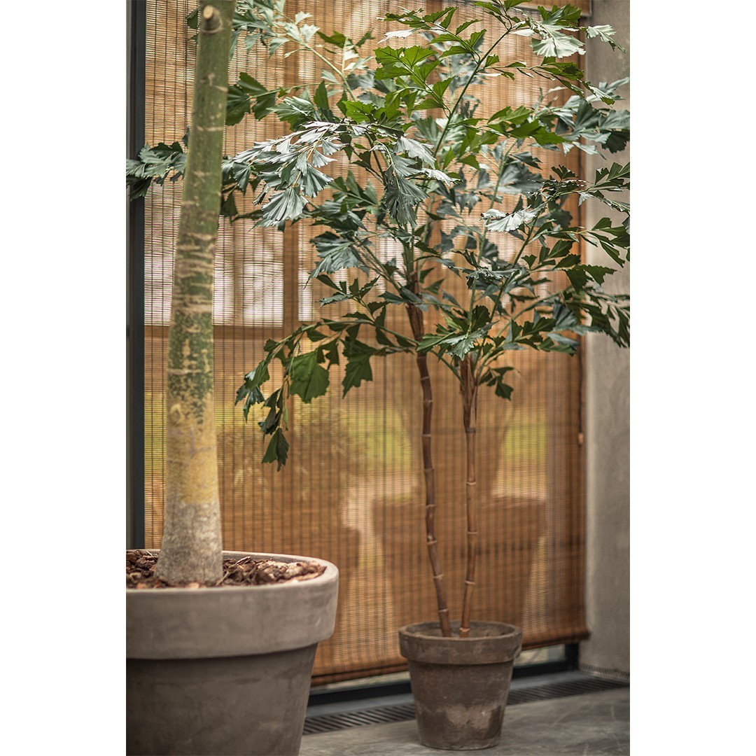 Plant palm Groen | 240 cm