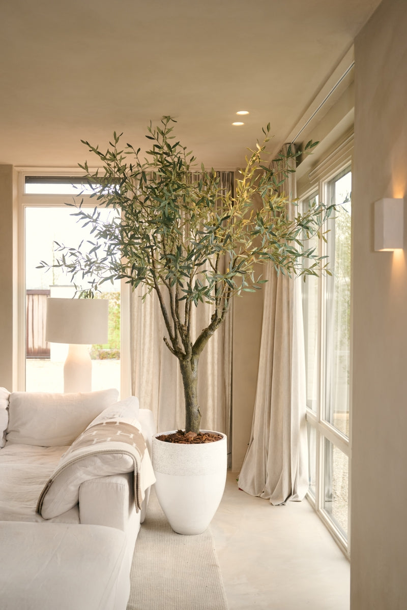 Olijfboom Groen | 198 cm