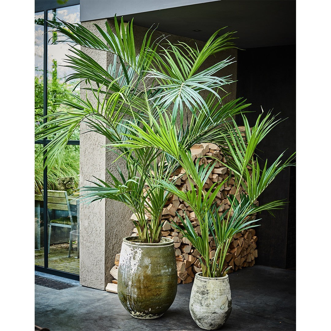 Plant Kentia Palm Groen | 220 cm