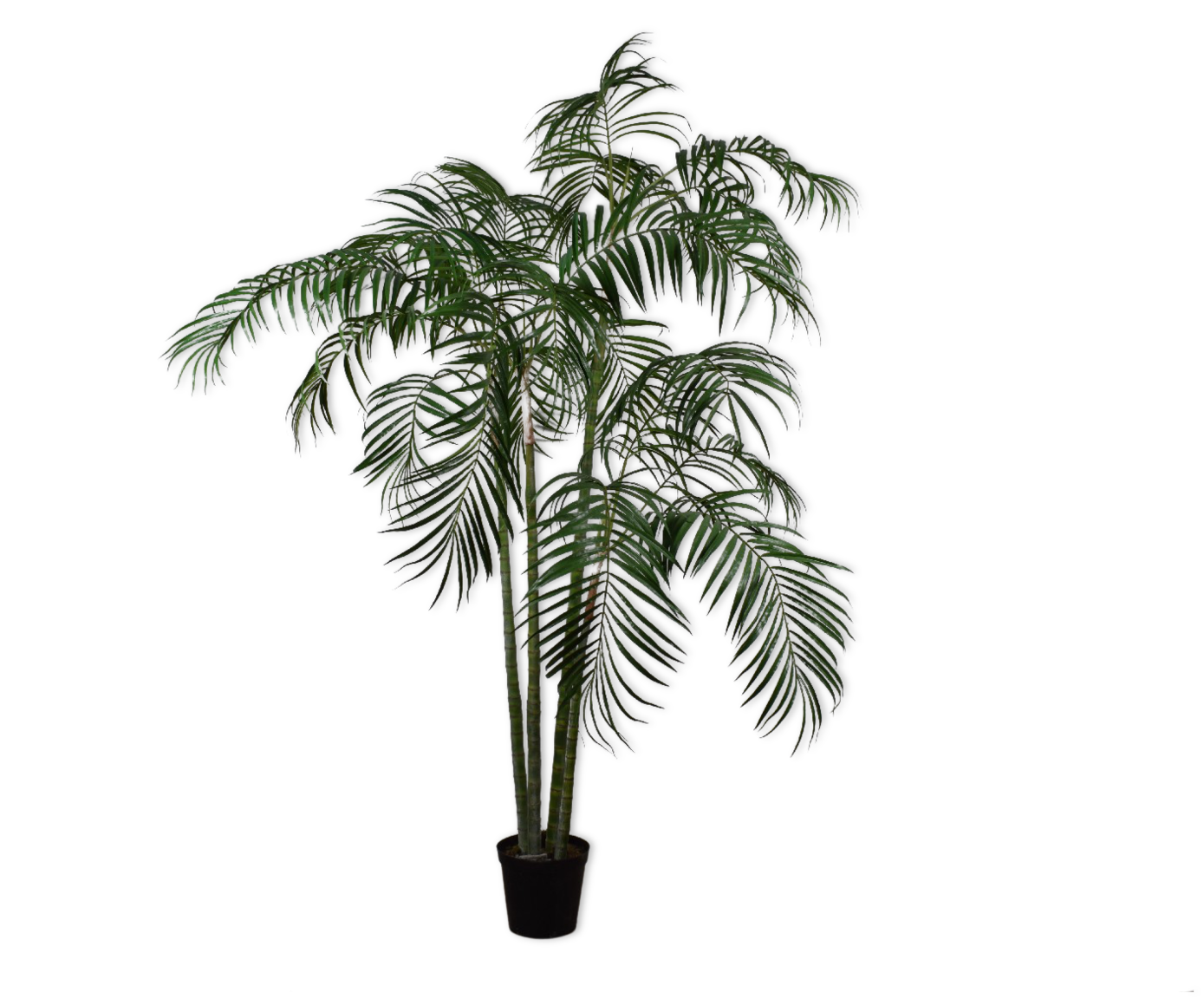 Plant Palm Groen | 274 cm