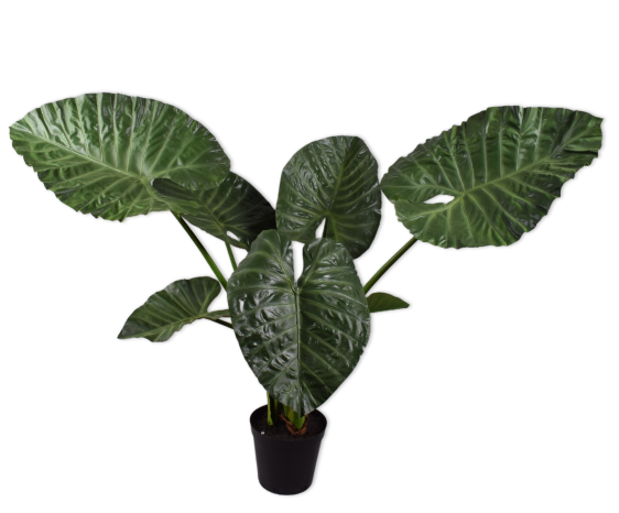 Plant Alocasia Groen | 124 cm