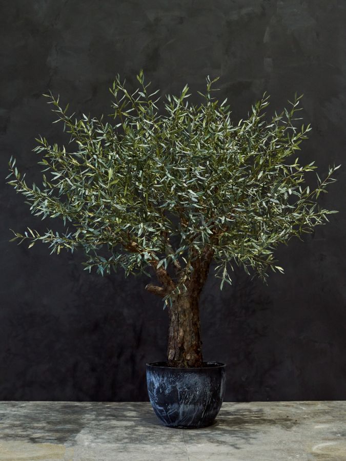 Olijfboom Groen | 240 cm