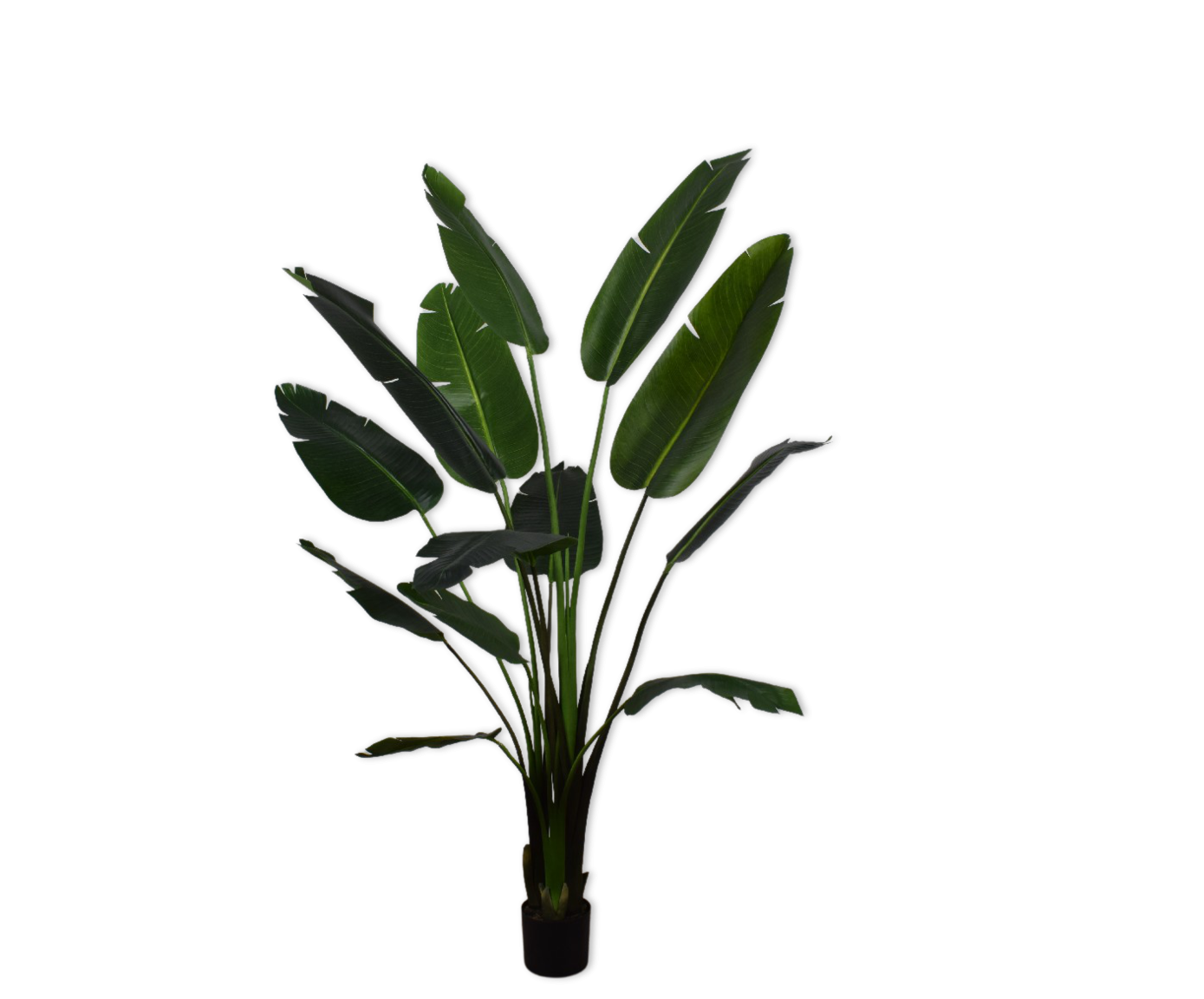 Plant Strelitzia Groen | 182 cm
