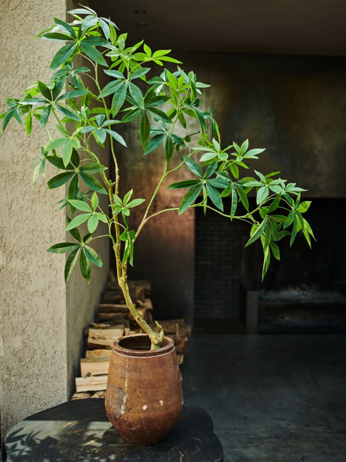 Plant Groen | 150 cm