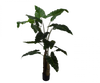 Alocasia groen | 152 cm