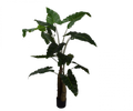 Alocasia groen | 152 cm