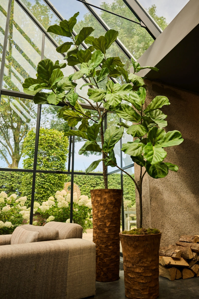 Plant Ficus Groen | 151 cm