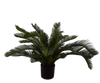 Plant Palm | 80 cm