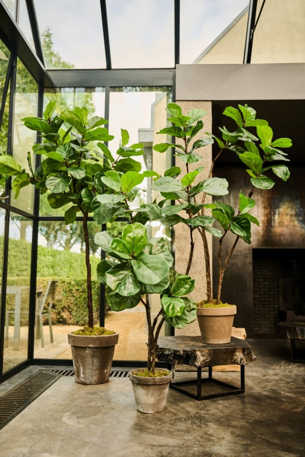 Ficus Groen | 150 cm / 120⌀ cm