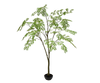 Plant Acacia Groen FR | 210 cm