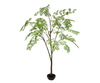 Plant Acacia Groen | 210 cm
