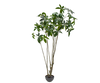 Plant Albizia Groen | 230 cm