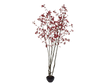 Plant Esdoorn Rood | 255 cm