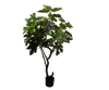 Plant Vijg Groen | 152 cm