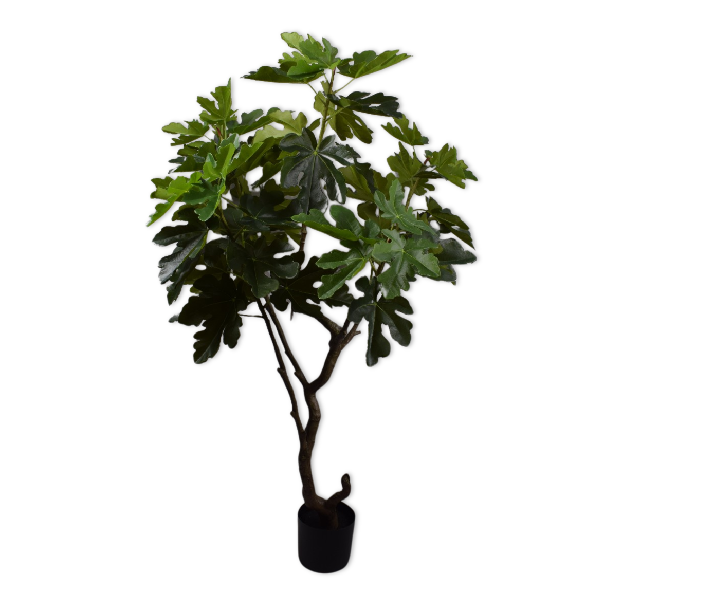 Plant Vijg Groen | 152 cm