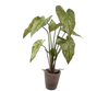 Plant Caladium Groen | 73 cm (set van 3)