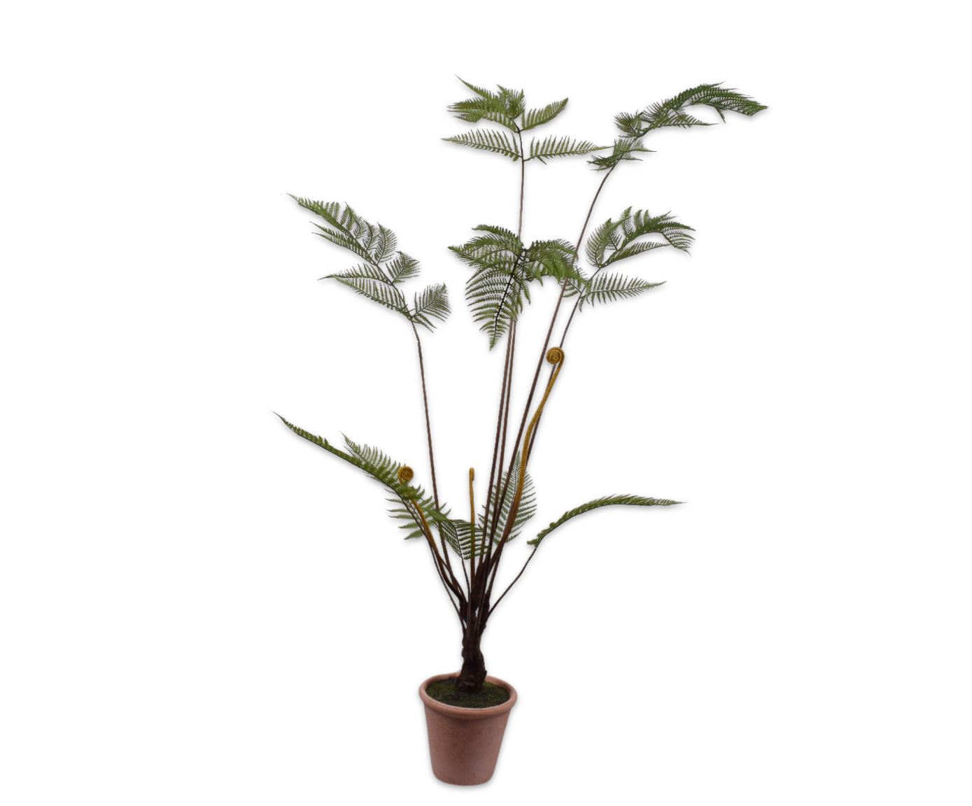 Plant Varen Groen | 150 cm
