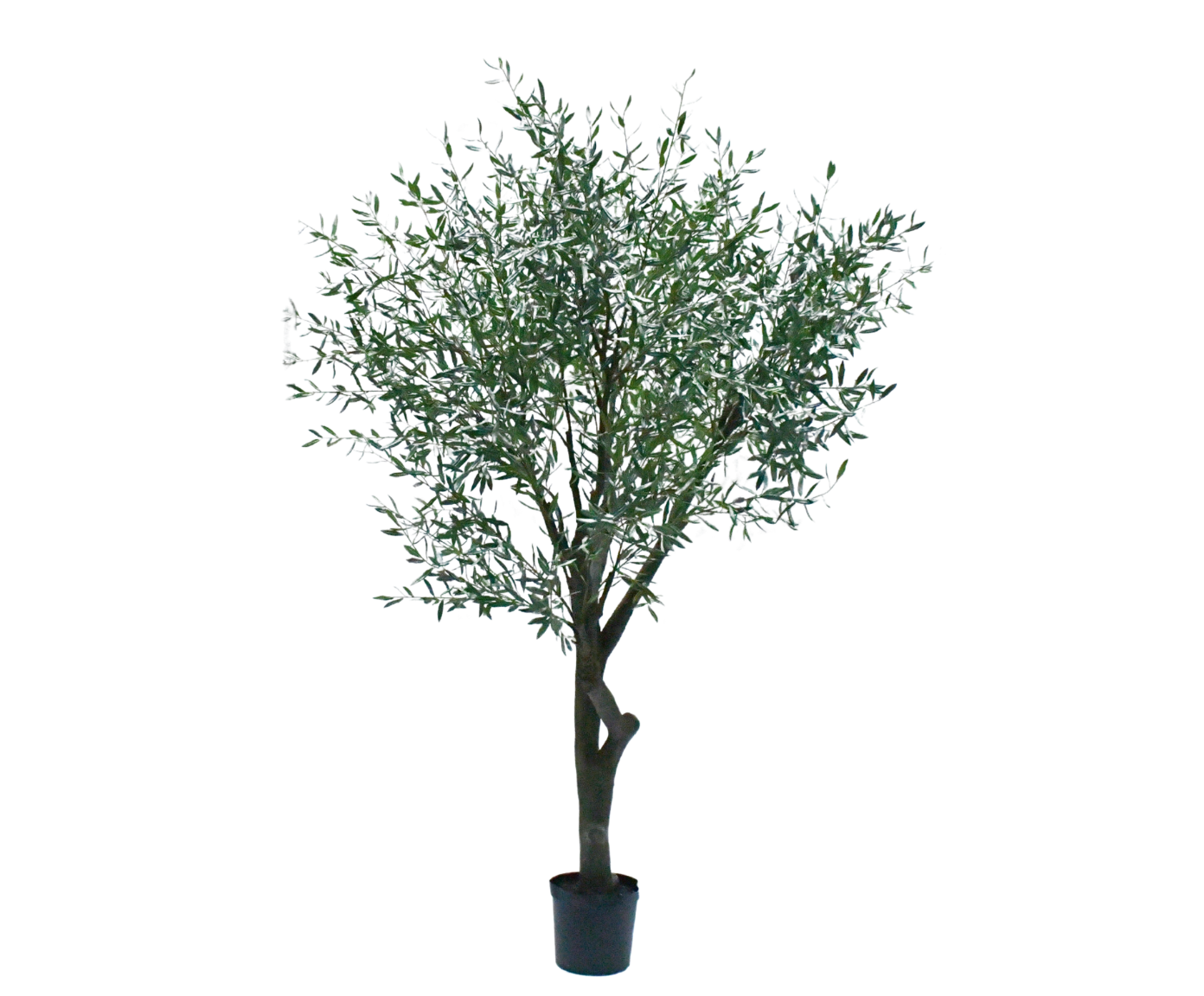 Olijfboom Groen | 305 cm