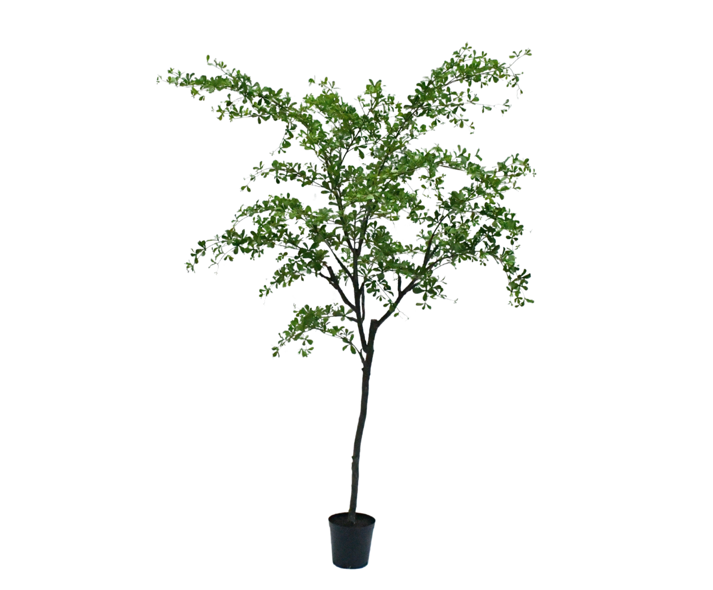 Boom Bucida | 300 cm