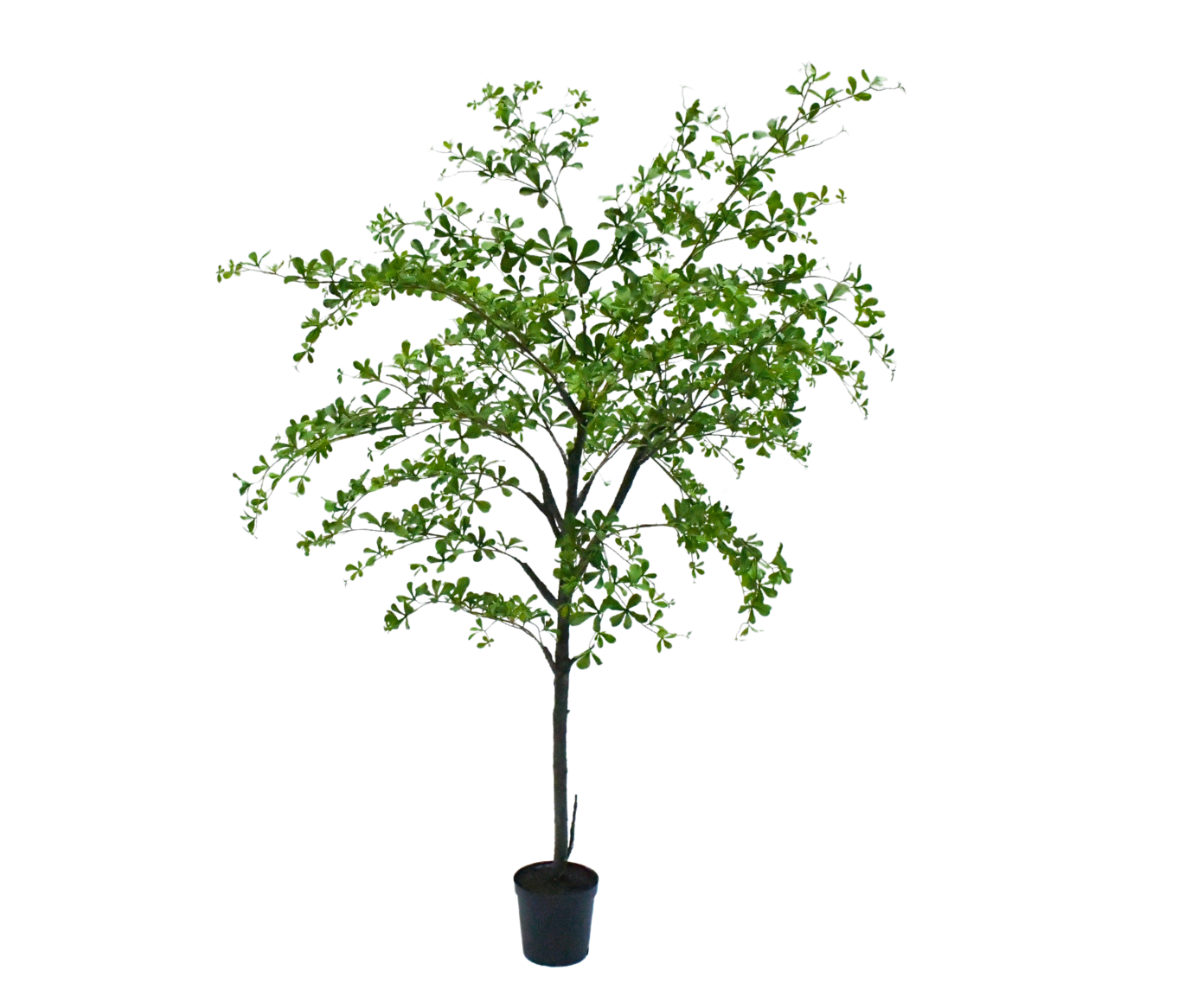 Boom Bucida | 228 cm