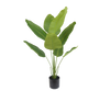 Plant Strelitzia Groen | 120 cm