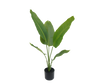 Plant Strelitzia Groen | 90 cm