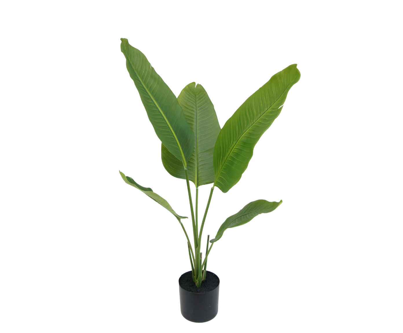 Plant Strelitzia Groen | 90 cm