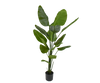 Plant Strelitzia Groen | 180 cm