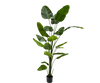 Plant Strelitzia Groen | 240 cm