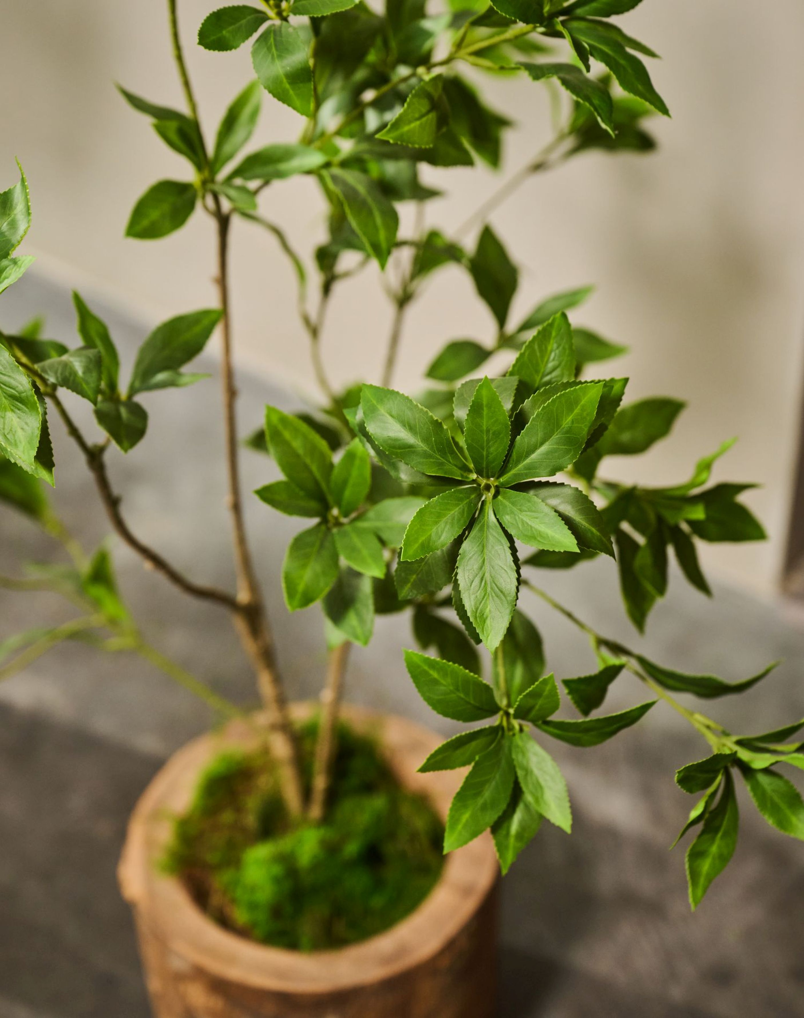 Kunstplant Pittosporum | 150 cm