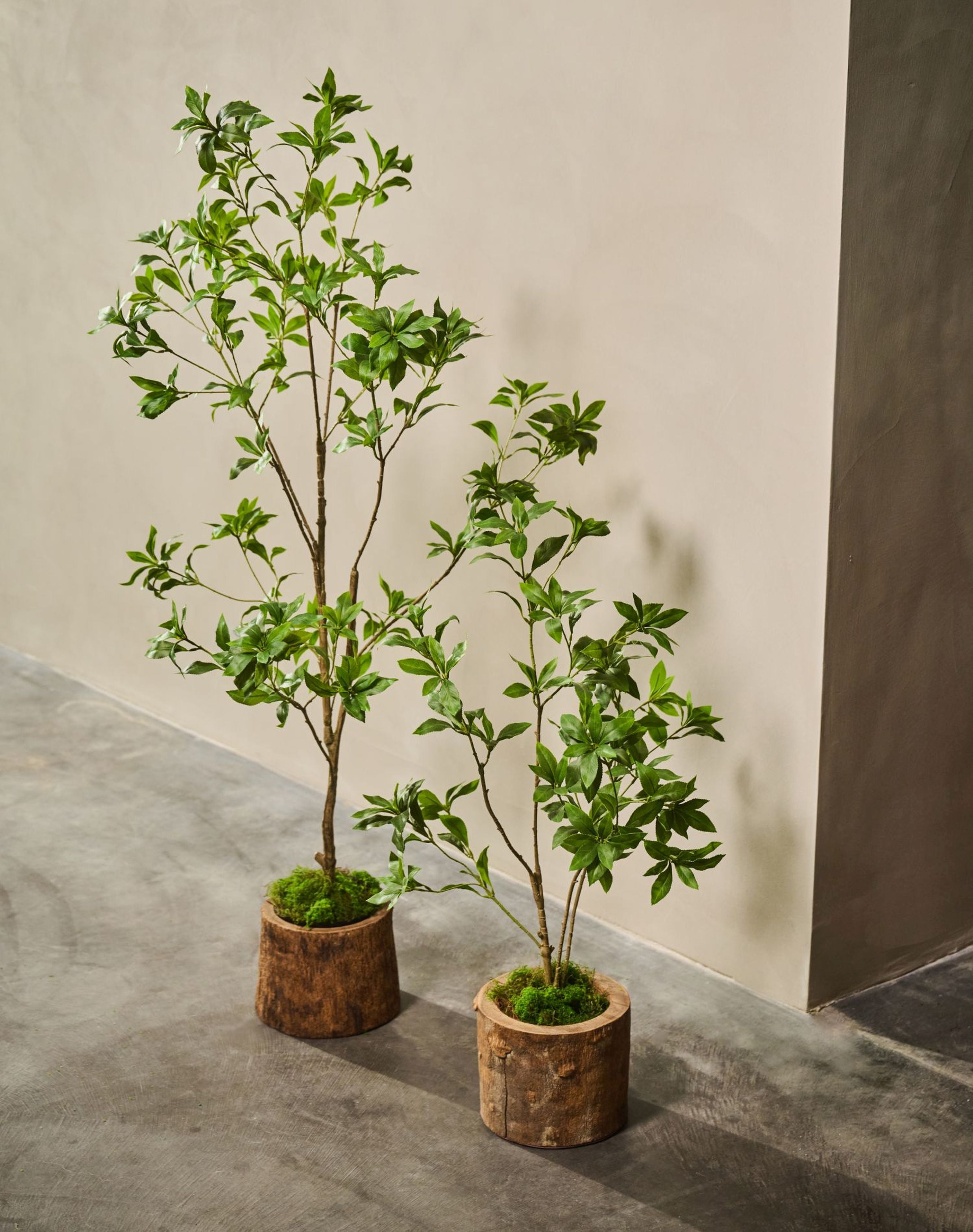 Kunstplant Pittosporum | 150 cm