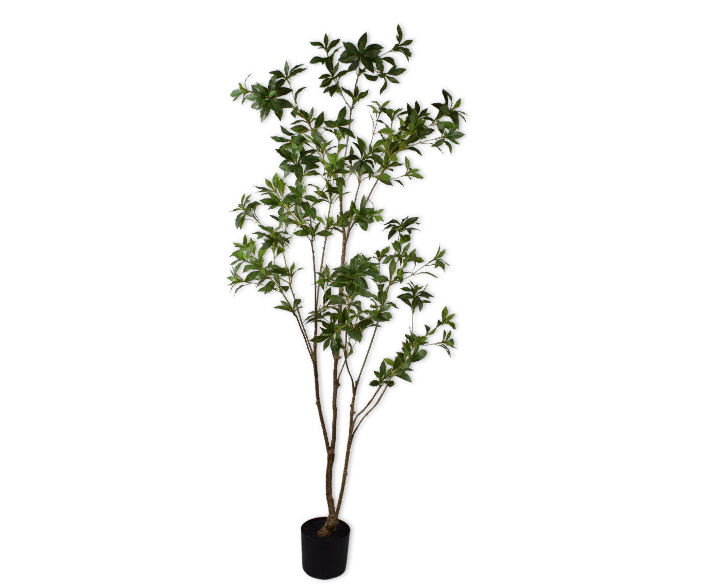 Kunstplant Pittosporum | 210 cm