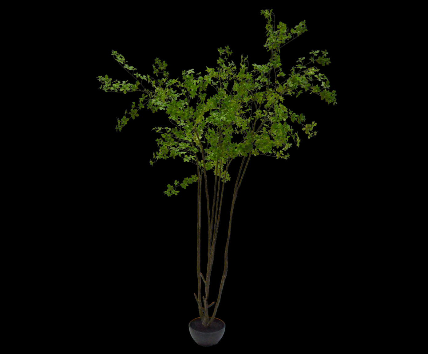 Kunstboom Bucida | 250 cm