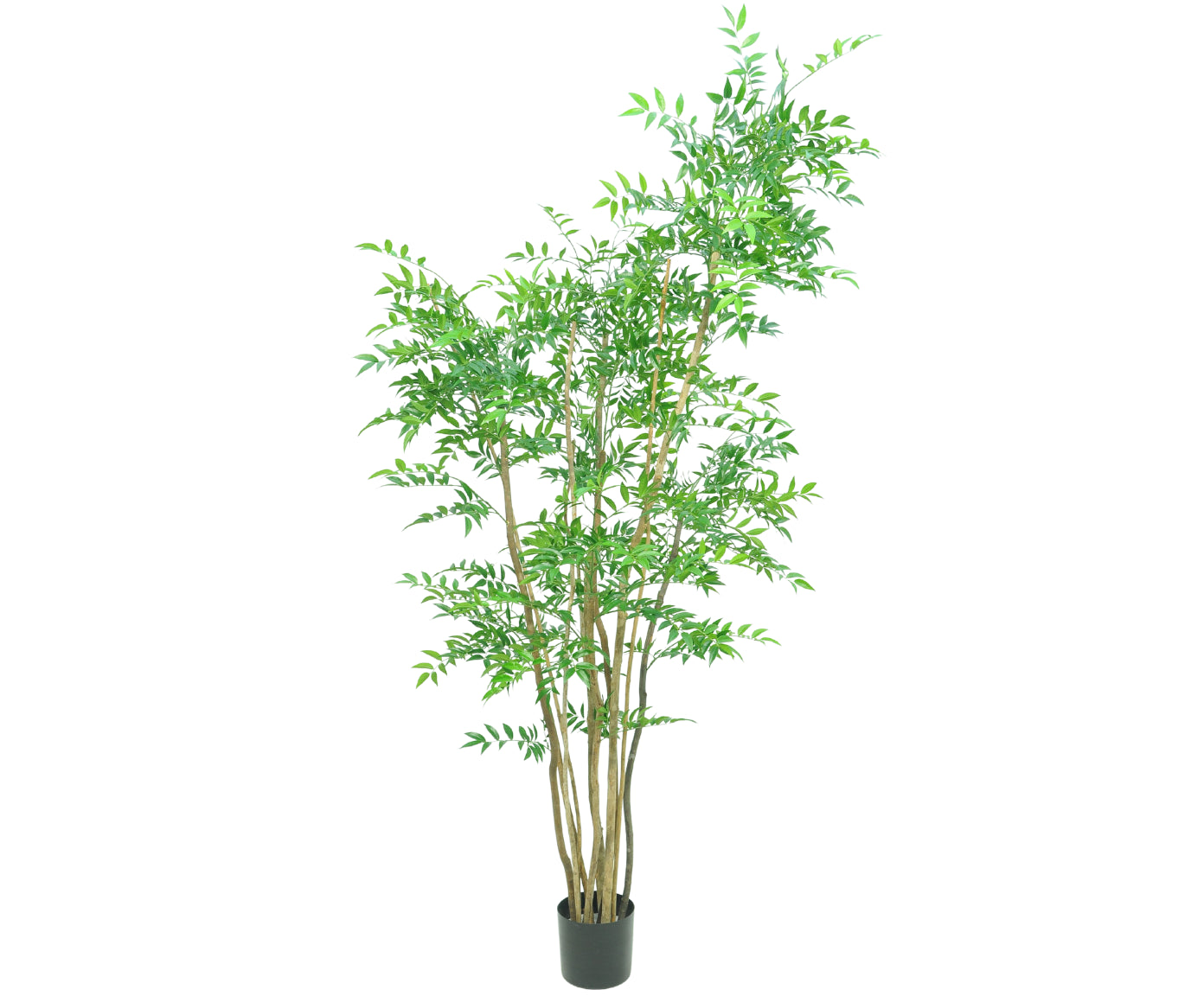 Kunstplant Ruscus | 182 cm