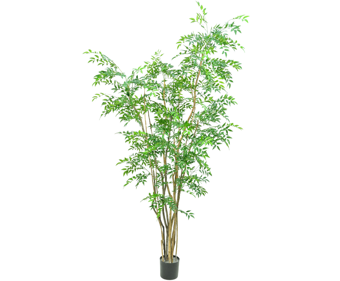 Kunstplant Ruscus | 213 cm