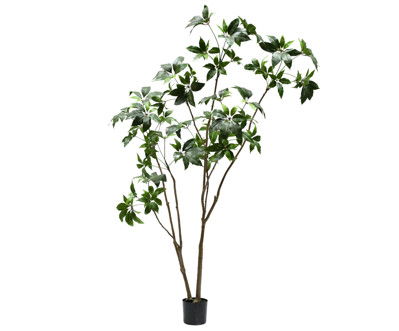 Kunstplant Schefflera | 240 cm
