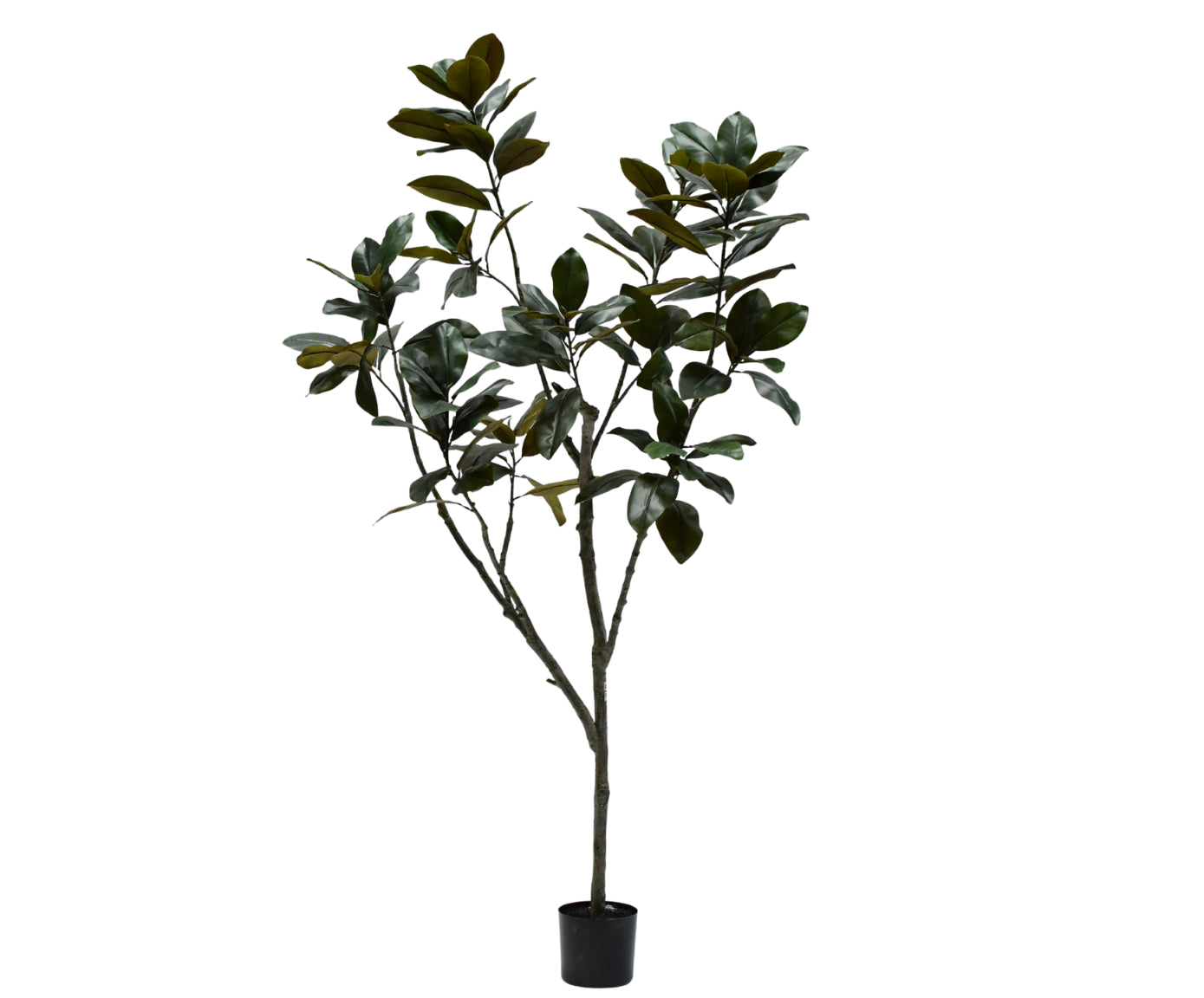 Kunstplant Ficus Dark Leaf | 230 cm