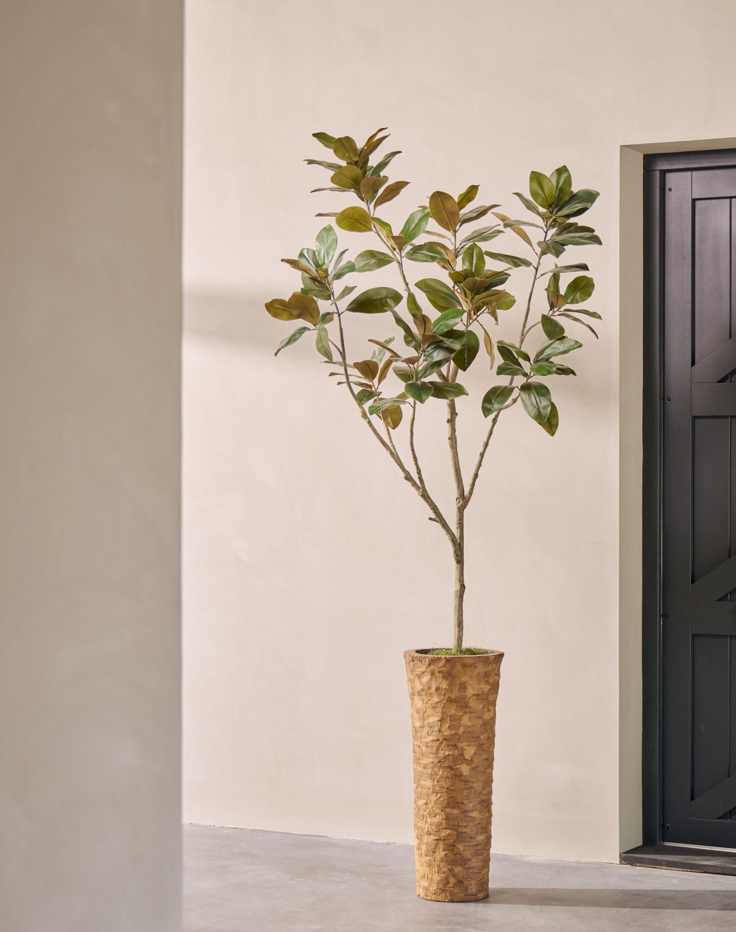 Kunstplant Ficus Dark Leaf | 230 cm