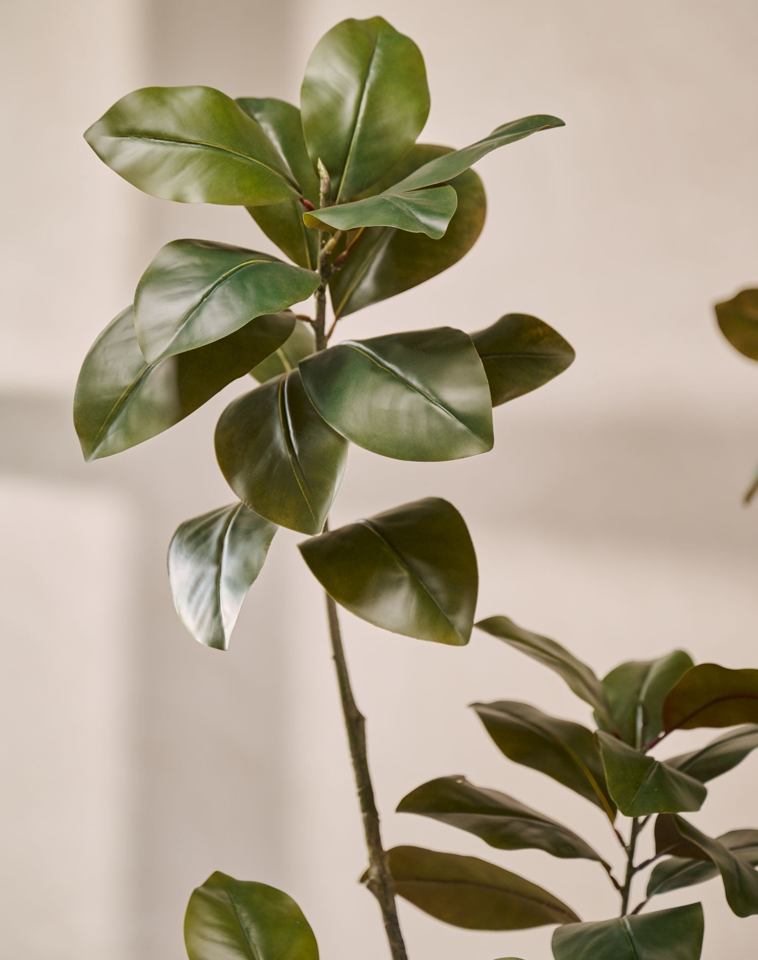 Kunstplant Ficus Dark Leaf | 230 cm