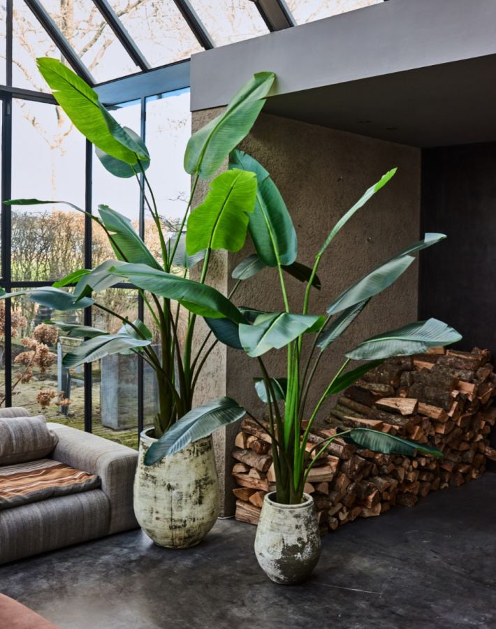 Plant Strelitzia Groen | 182 cm