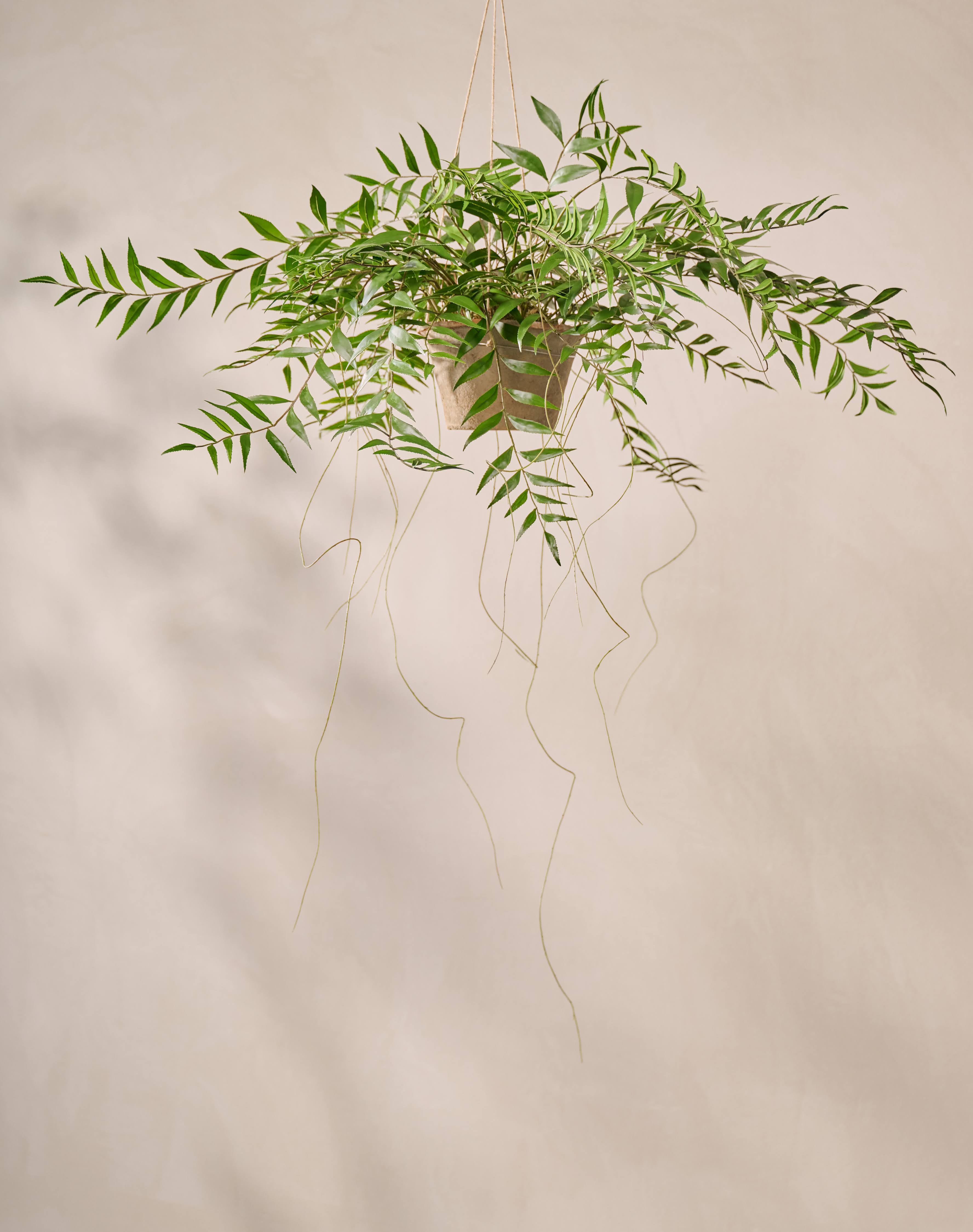 Hangplant Varen Groen | 71 cm