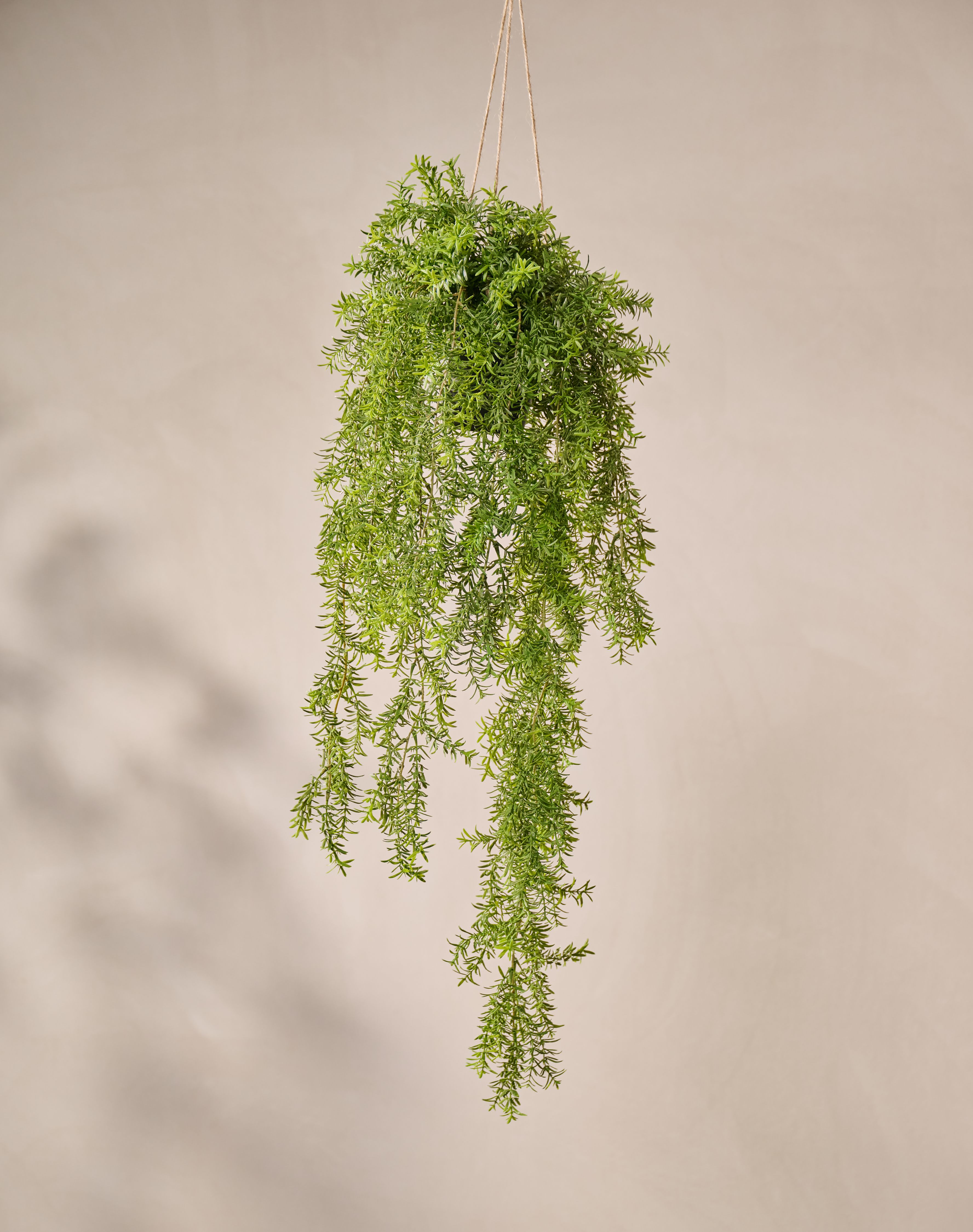 Hangplant Asparagus Groen | 105 cm