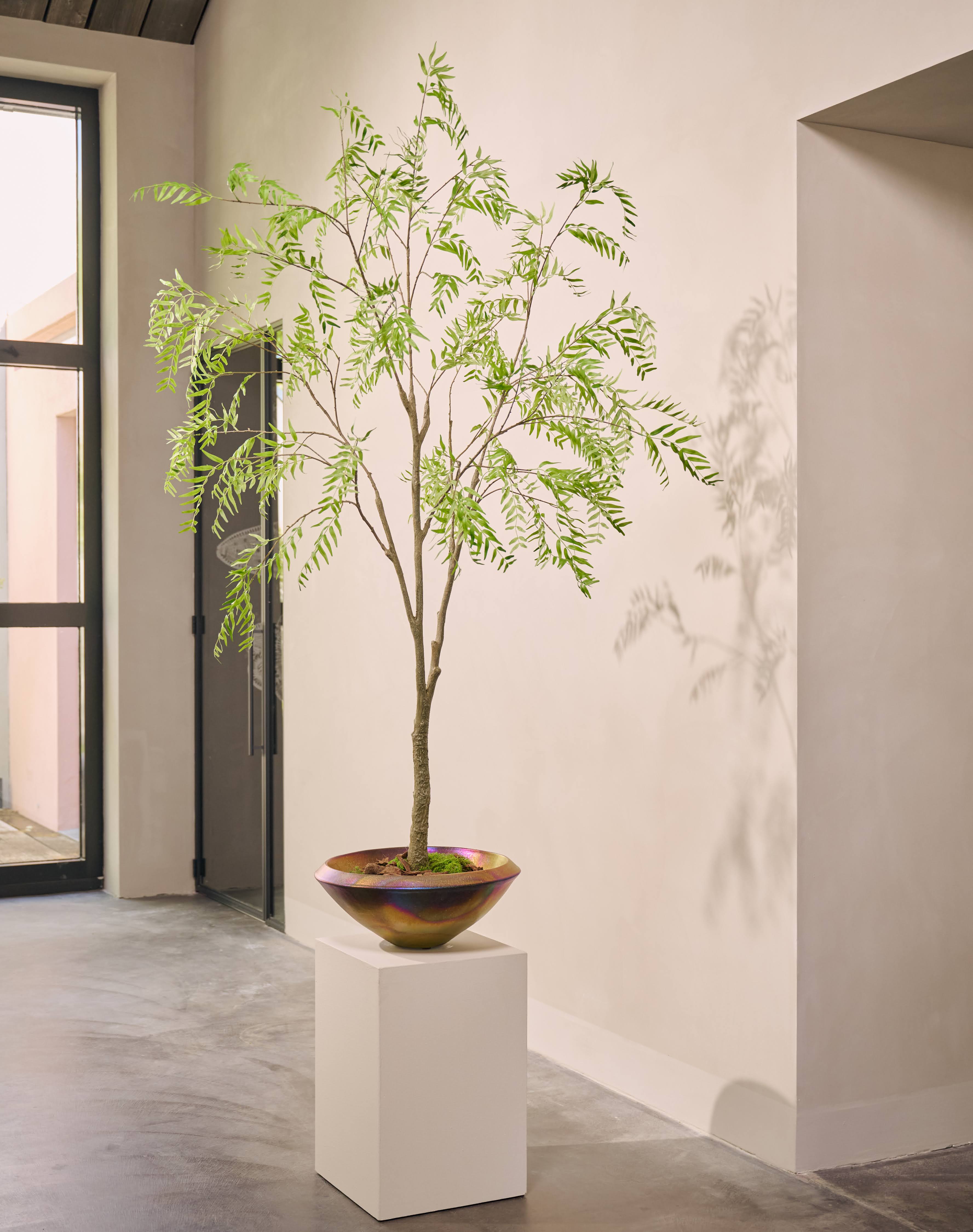 Plant Acacia Groen | 205 cm