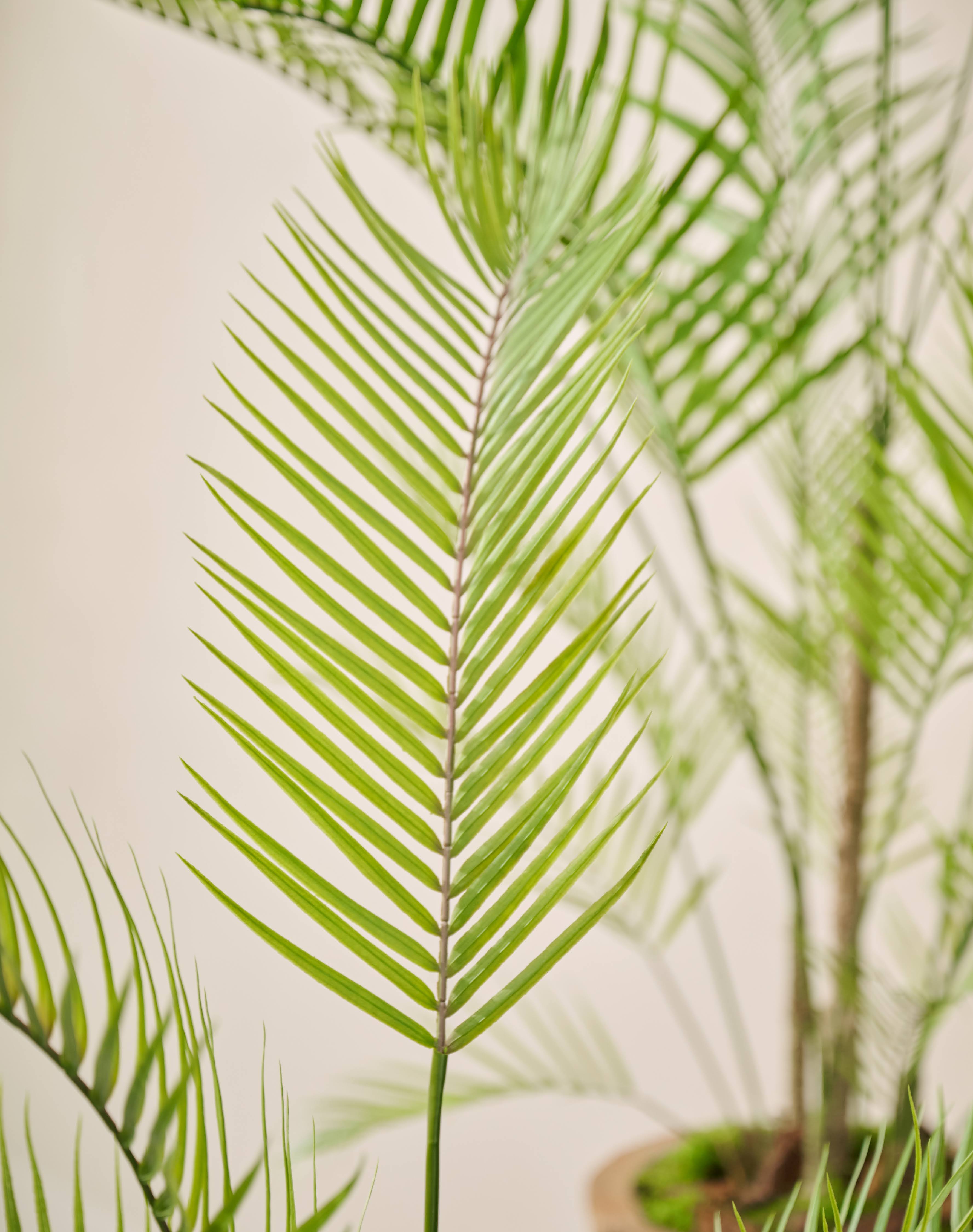 Plant Palm Groen | 120 cm