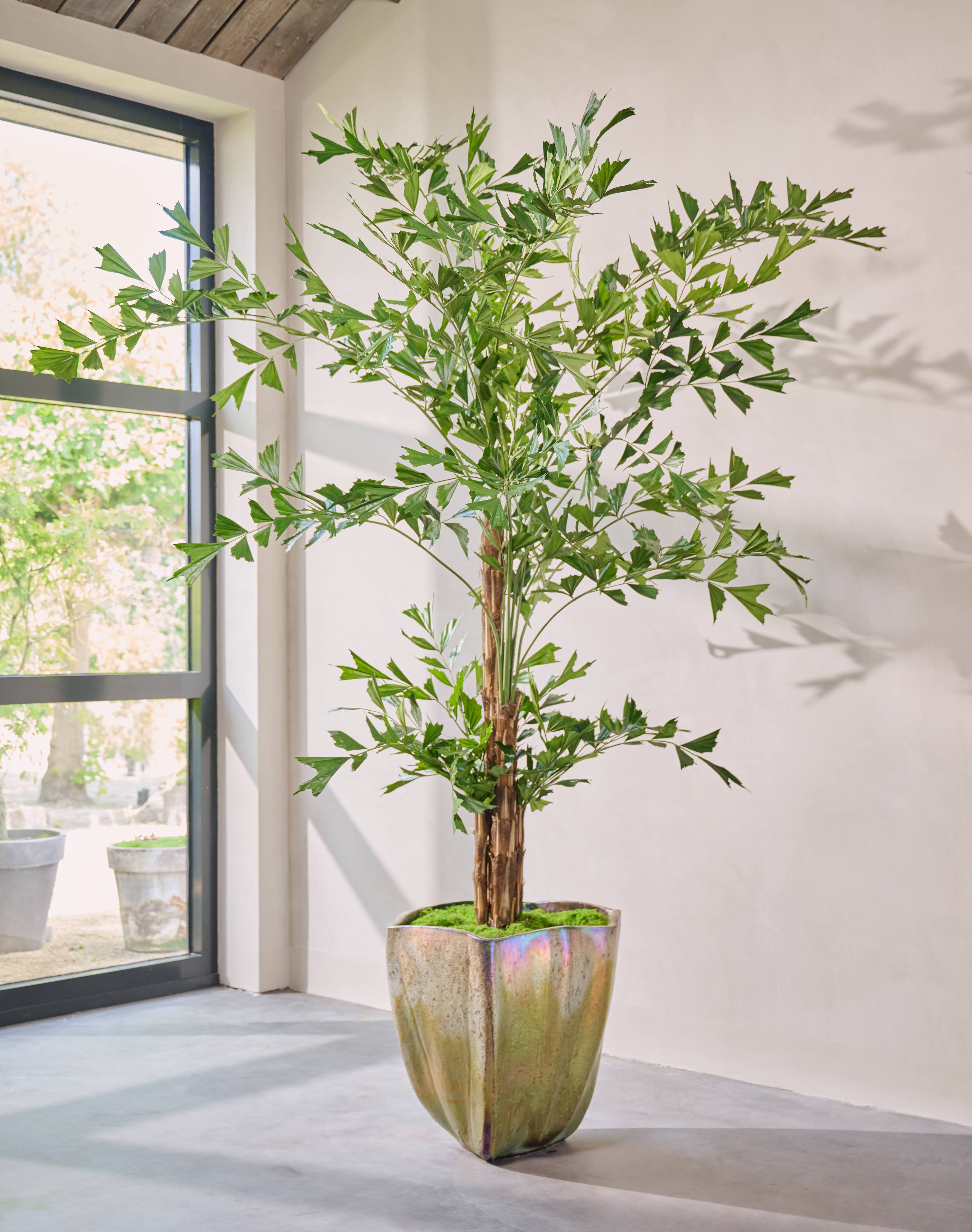 Kunstplan Palm | 300 cm