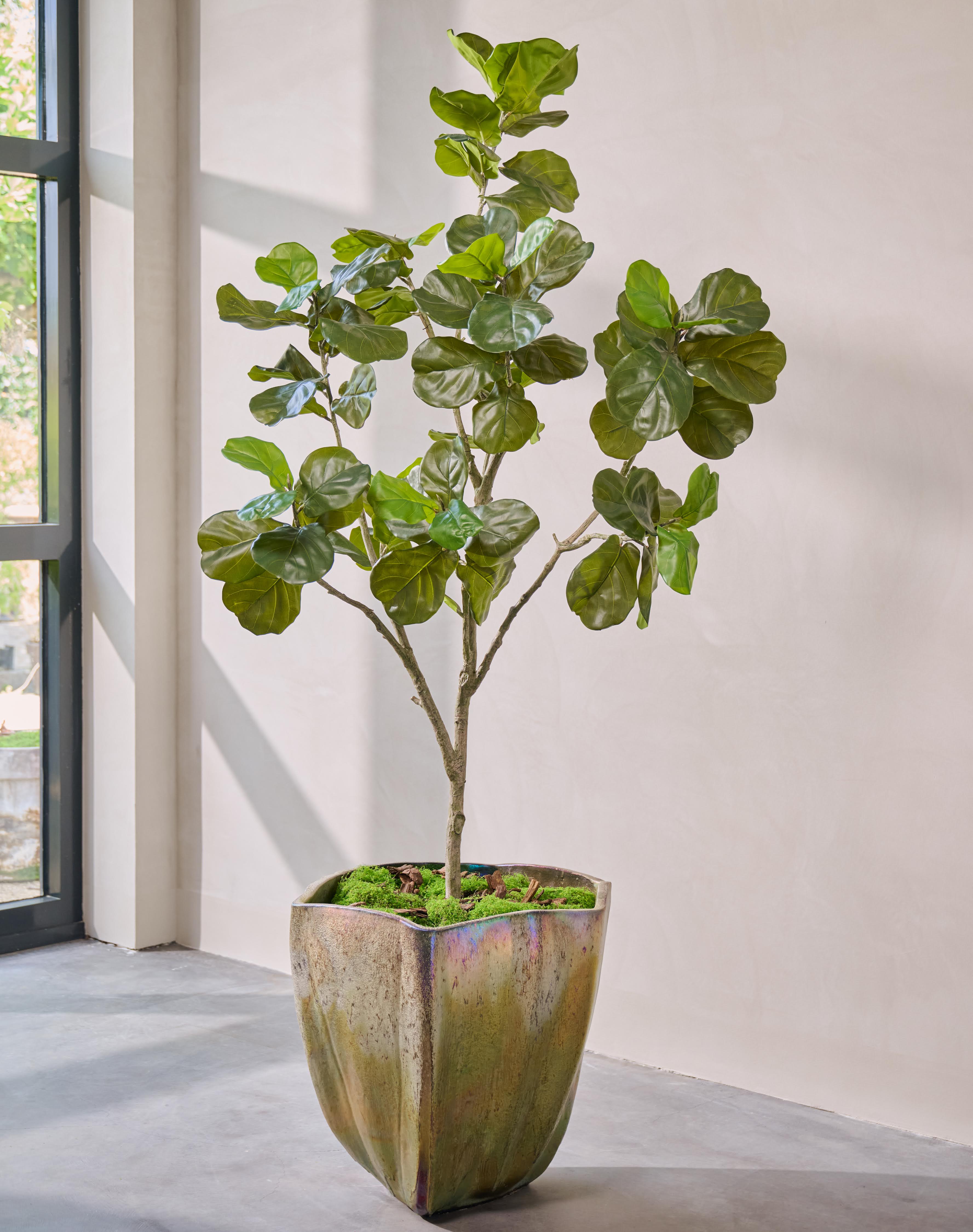 Kunstplant Ficus | 230 cm