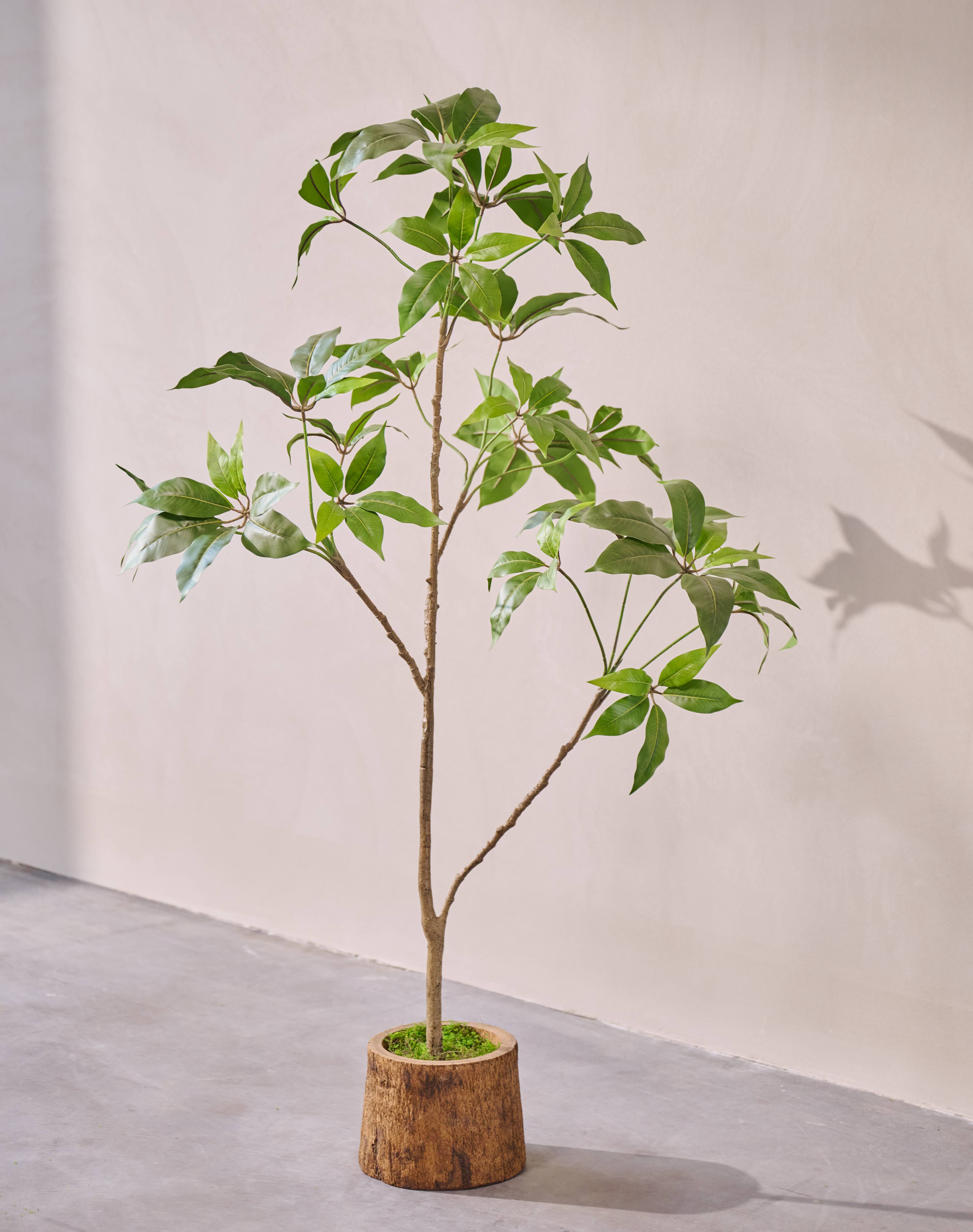 Kunstplant Schefflera | 150 cm