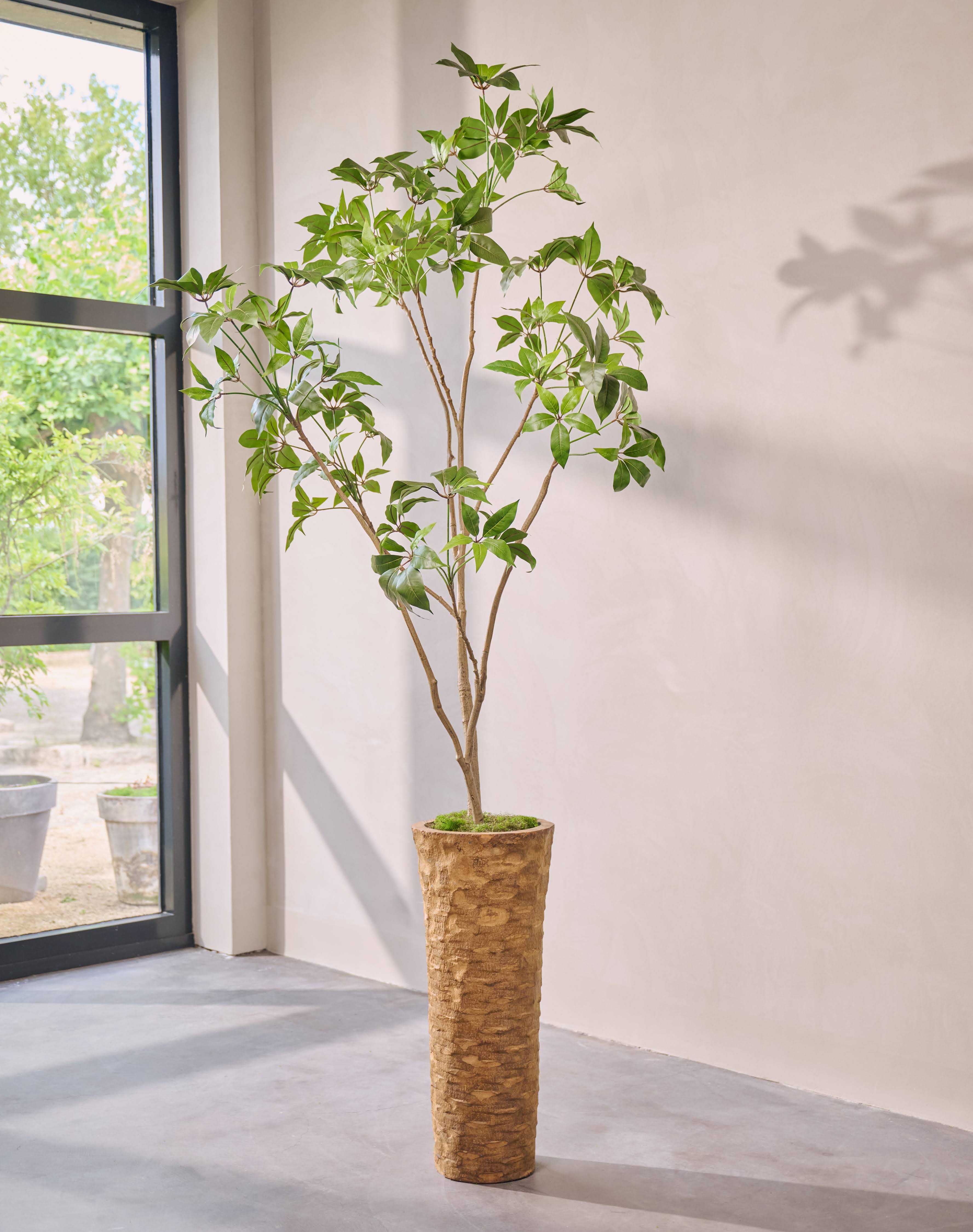 Kunstplant Schefflera | 240 cm